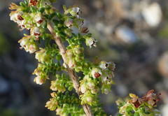 Erica arenaria