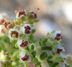 Erica arenaria