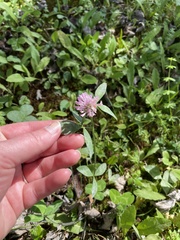 Trifolium pratense