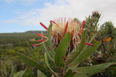 Protea susannae