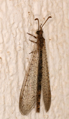 Nemoleontini