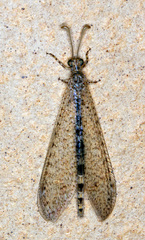 Nemoleontini