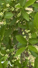 Campomanesia xanthocarpa