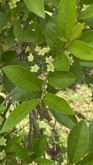 Campomanesia xanthocarpa