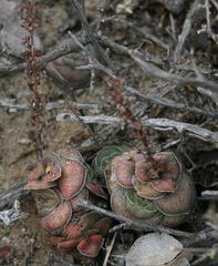Crassula hemisphaerica