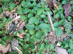 Melastoma dodecandrum