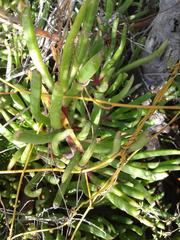 Carpobrotus muirii