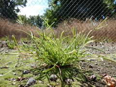 Eleusine indica