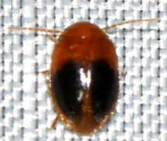 Prionocyphon discoideus