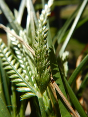 Eleusine indica