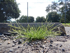 Eleusine indica