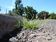 Eleusine indica