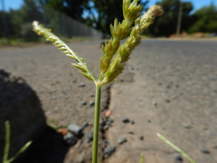Eleusine indica