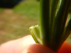 Eleusine indica