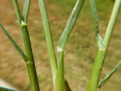 Eleusine indica