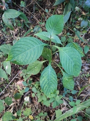 Mussaenda shikokiana