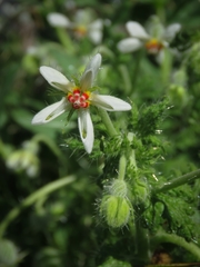 Blumenbachia insignis