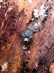 Nuctenea silvicultrix