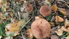 Leccinum albostipitatum