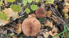 Leccinum albostipitatum