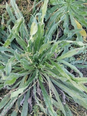 Echium vulgare