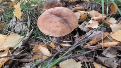 Leccinum albostipitatum