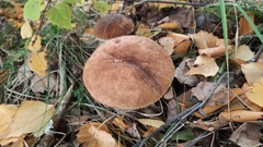 Leccinum albostipitatum