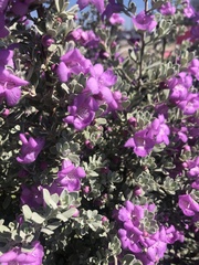 Leucophyllum frutescens