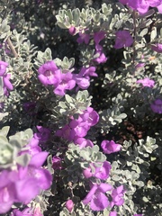 Leucophyllum frutescens