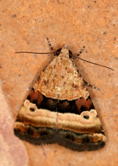 Pseudozarba bipartita