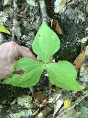 Trillium erectum
