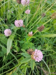 Trifolium pratense