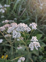Achillea millefolium