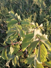 Acer negundo