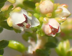 Erica arenaria