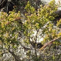 Erica arenaria