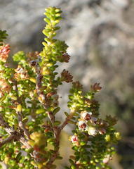Erica arenaria
