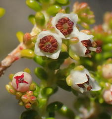 Erica arenaria