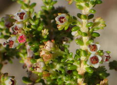 Erica arenaria