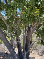 Casimiroa