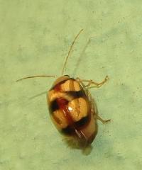 Monolepta vinosa