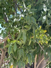 Casimiroa