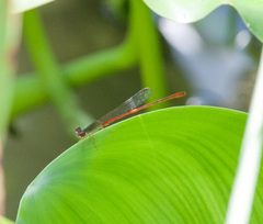 Telebasis digiticollis