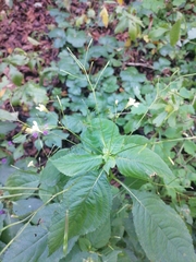 Impatiens parviflora