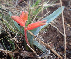 Lachenalia bulbifera