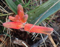 Lachenalia bulbifera