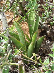 Sansevieria aethiopica