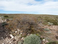 Prosopis denudans