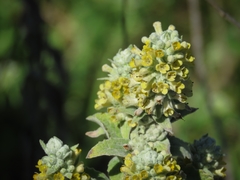 Buddleja stachyoides