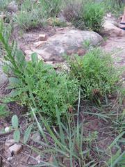 Senecio rhyncholaenus